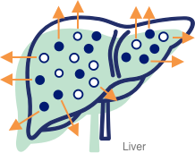 Icon of toxin buildup in a liver